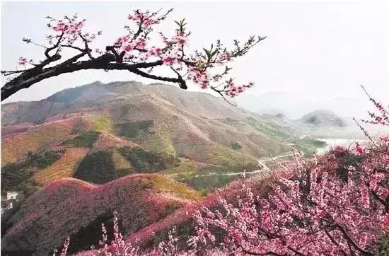 12处桃花源，为河南最美的春天代言，你认为怎样？欢迎添加