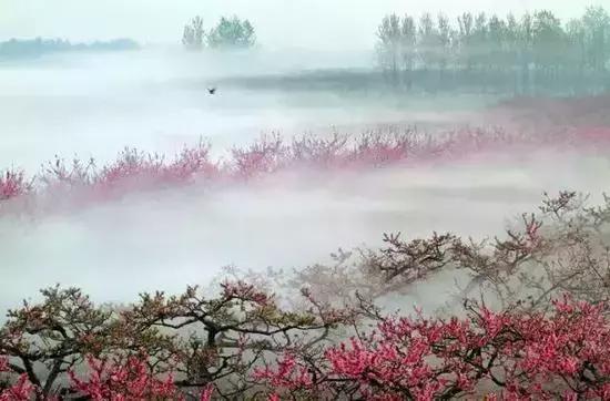 12处桃花源，为河南最美的春天代言，你认为怎样？欢迎添加