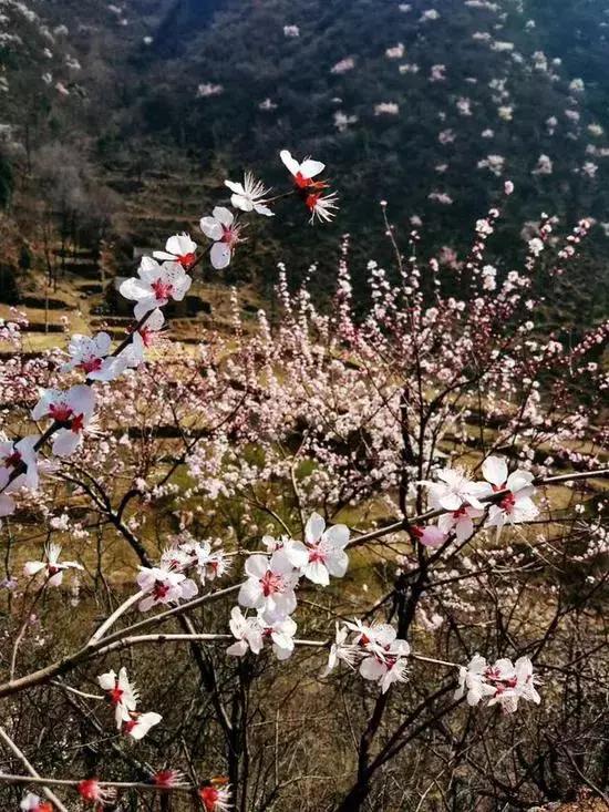 12处桃花源，为河南最美的春天代言，你认为怎样？欢迎添加