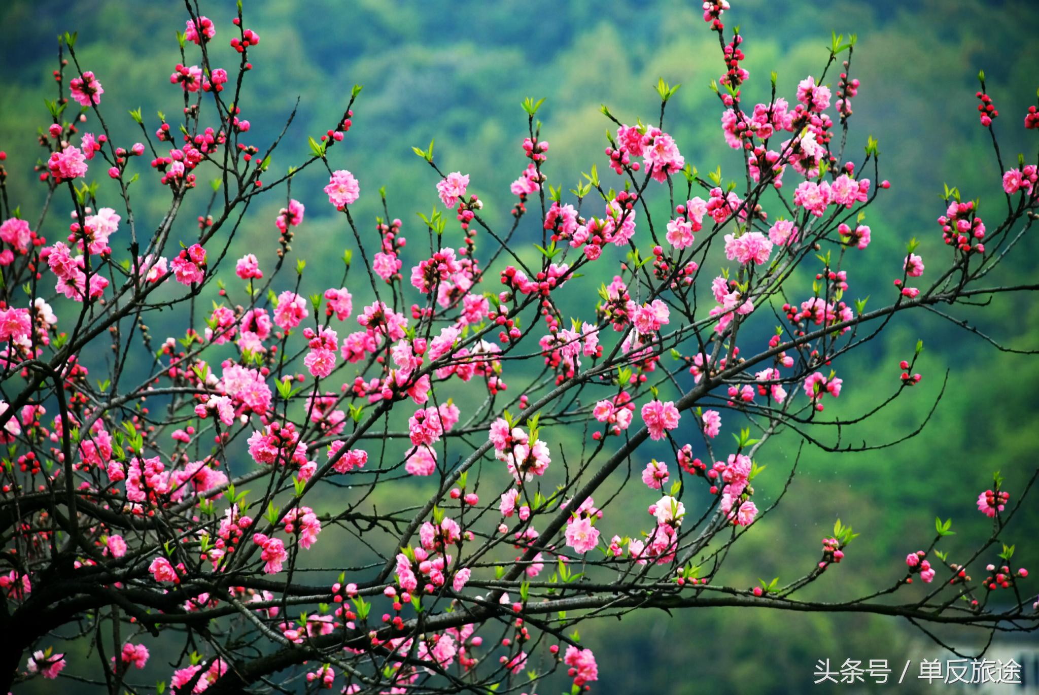 杭州西湖百花齐放,杭州西湖一枝独秀