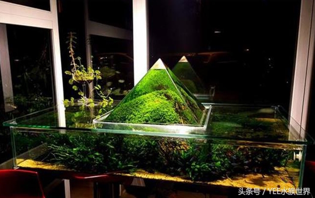 草缸如何爆养,新手草缸建议养什么