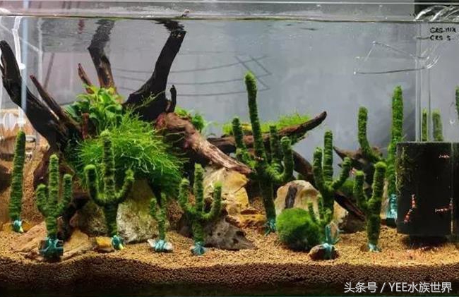 草缸如何爆养,新手草缸建议养什么