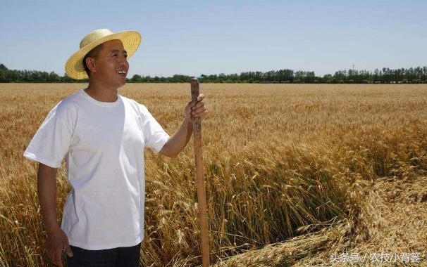 这笔种地明细账很辛酸，把种地的农民都算哭了！