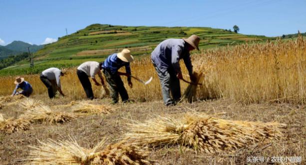 这笔种地明细账很辛酸，把种地的农民都算哭了！