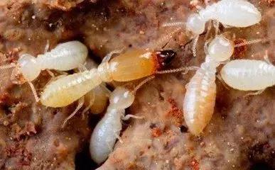 这个可怕的虫子即将开启“春季攻势”,小心被它吃掉你的家......