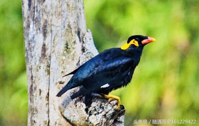 家养观赏鹦鹉鸟,观赏鹩哥鸟视频