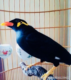 家养观赏鹦鹉鸟,观赏鹩哥鸟视频