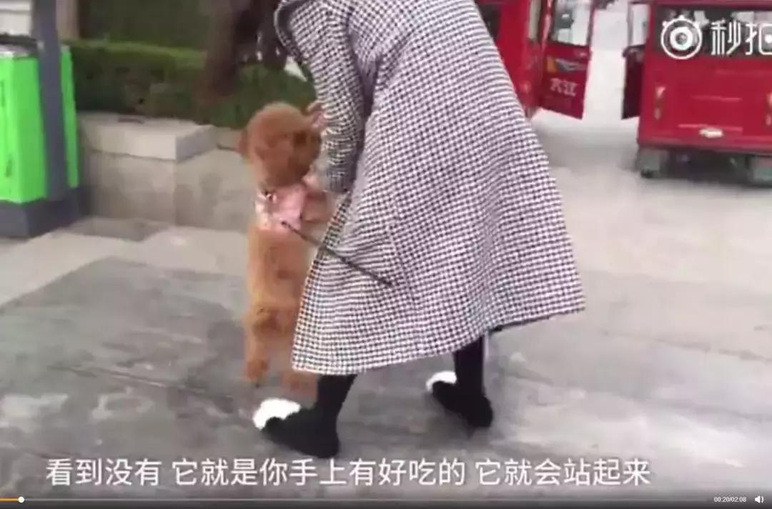 狗狗为什么直立行走,狗狗直立行走累不累