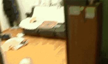 狗狗为什么直立行走,狗狗直立行走累不累