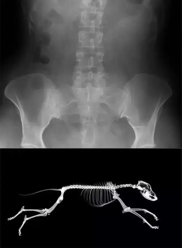 狗狗为什么直立行走,狗狗直立行走累不累