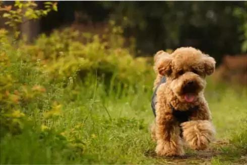 狗狗为什么直立行走,狗狗直立行走累不累