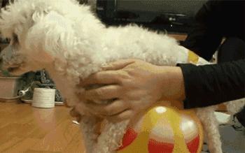 狗狗为什么直立行走,狗狗直立行走累不累