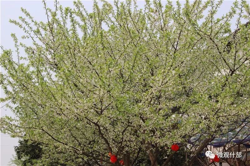 三月什邡旅游景点,三月的成都美景