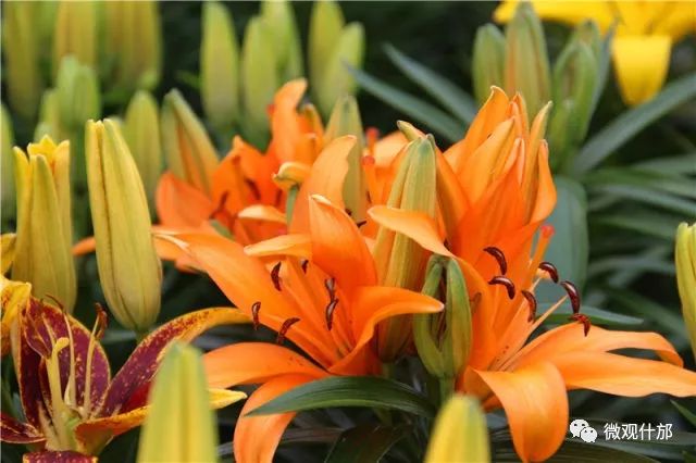 三月什邡旅游景点,三月的成都美景