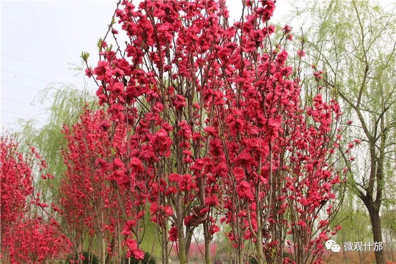 三月什邡旅游景点,三月的成都美景