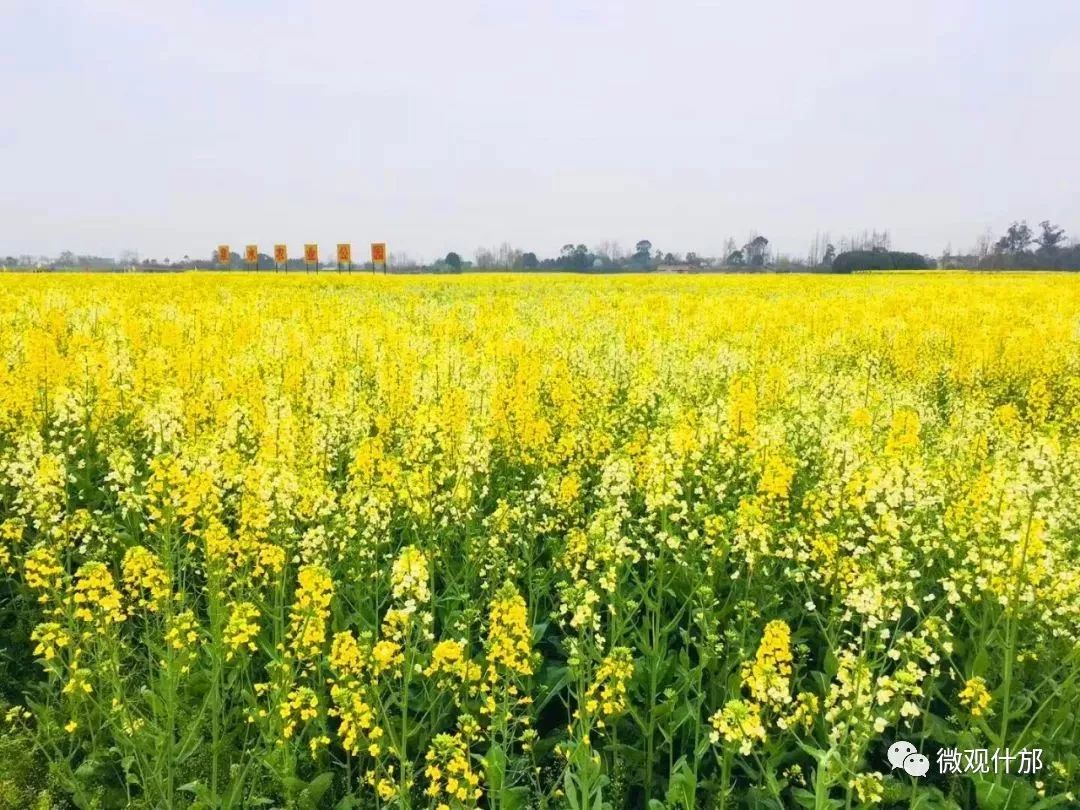 三月什邡旅游景点,三月的成都美景
