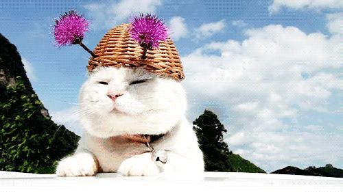 三月什邡旅游景点,三月的成都美景