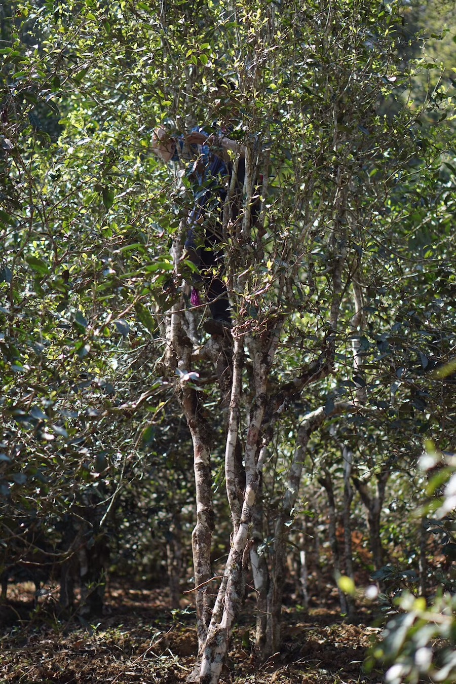 古树普洱茶价格怎么差这么多,古树普洱茶价格怎么差这么多呢