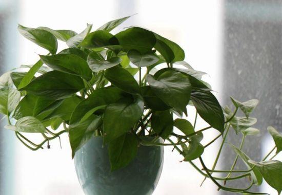 绿萝土养注意事项,养殖绿萝千万不要放在这2个地方