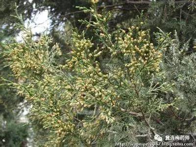 针对过敏性鼻炎的药,对付过敏性鼻炎