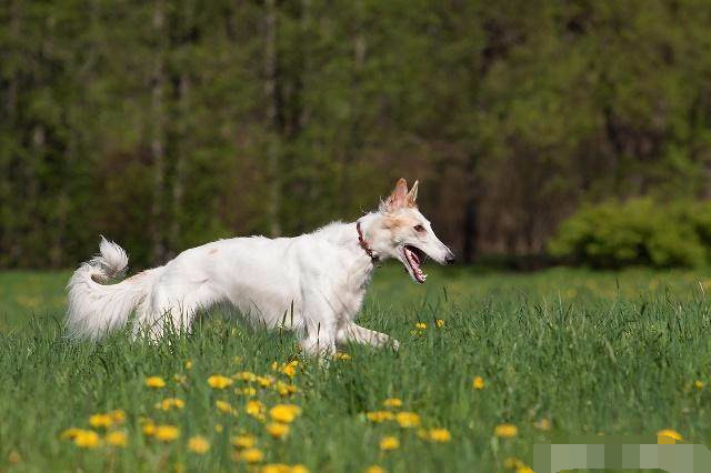 盘点那些可爱到爆的狗狗,原来狗狗也知道自己可爱