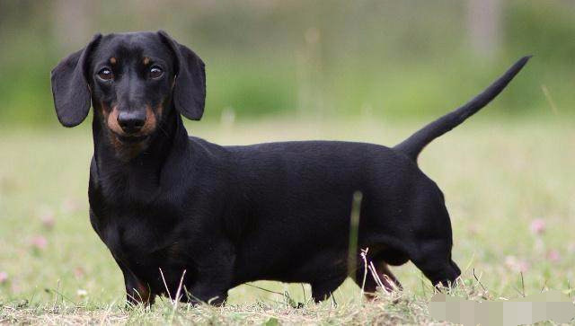 盘点那些可爱到爆的狗狗,原来狗狗也知道自己可爱