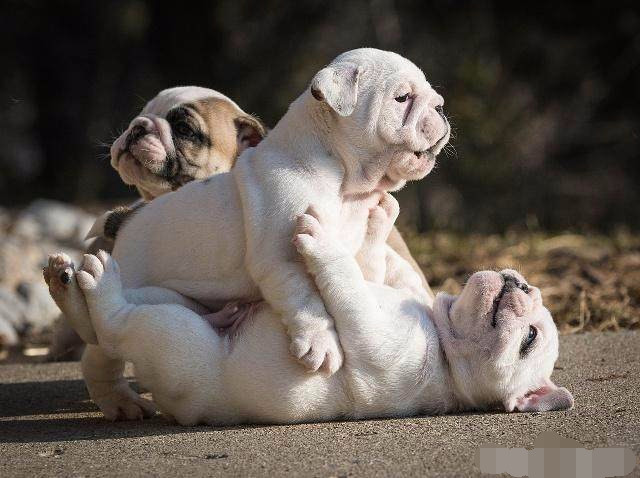 盘点那些可爱到爆的狗狗,原来狗狗也知道自己可爱