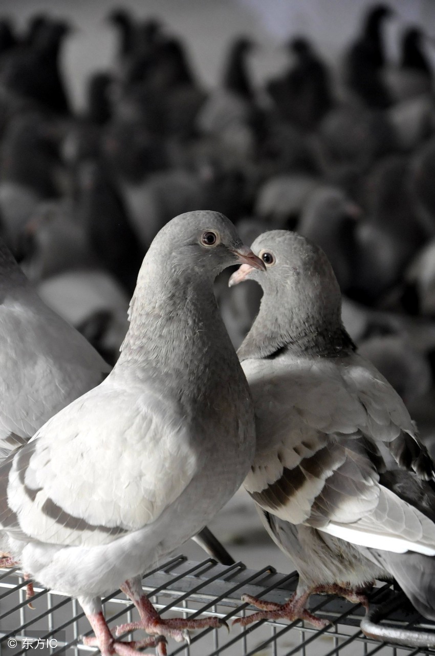 肉鸽跟赛鸽的保健砂有区别吗,养鸽子请用这六种方法挑选赛鸽