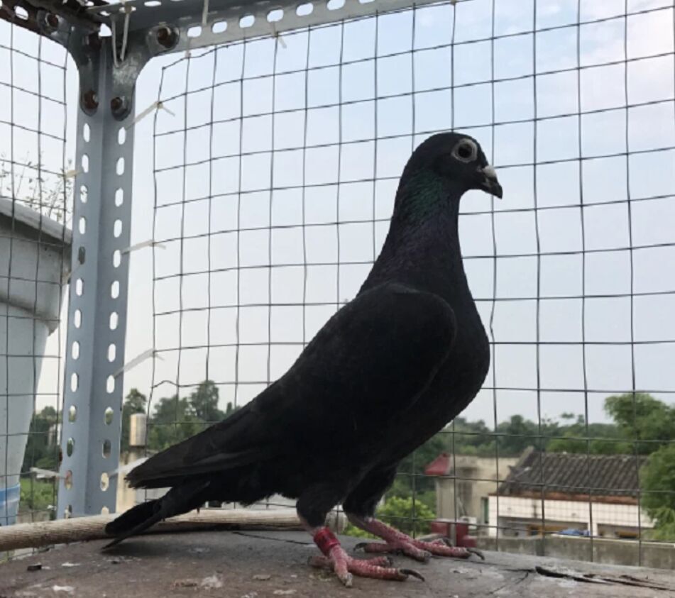 肉鸽跟赛鸽的保健砂有区别吗,养鸽子请用这六种方法挑选赛鸽