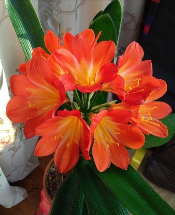 分享君子兰养护小妙招,分享君子兰养护技巧