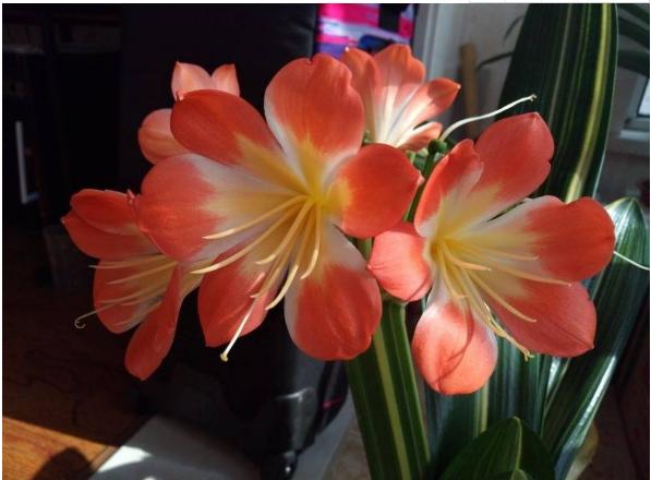 分享君子兰养护小妙招,分享君子兰养护技巧