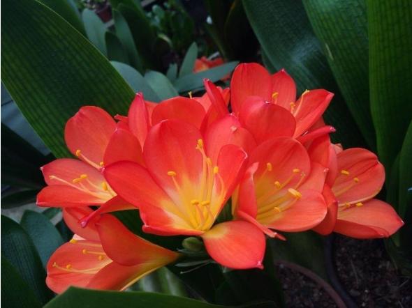 分享君子兰养护小妙招,分享君子兰养护技巧