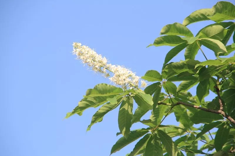 红楼梦妙玉槛外人,妙玉自称槛外人是什么意思