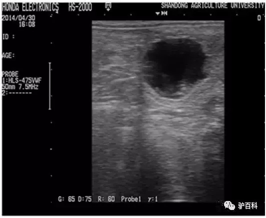 怎么判断母驴是否妊娠,母驴怀孕8个月肚子不大怎么回事