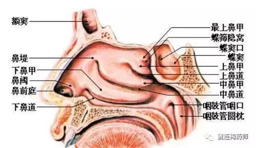 过敏性鼻炎不用怕一招就能搞定,对付鼻炎的好东西