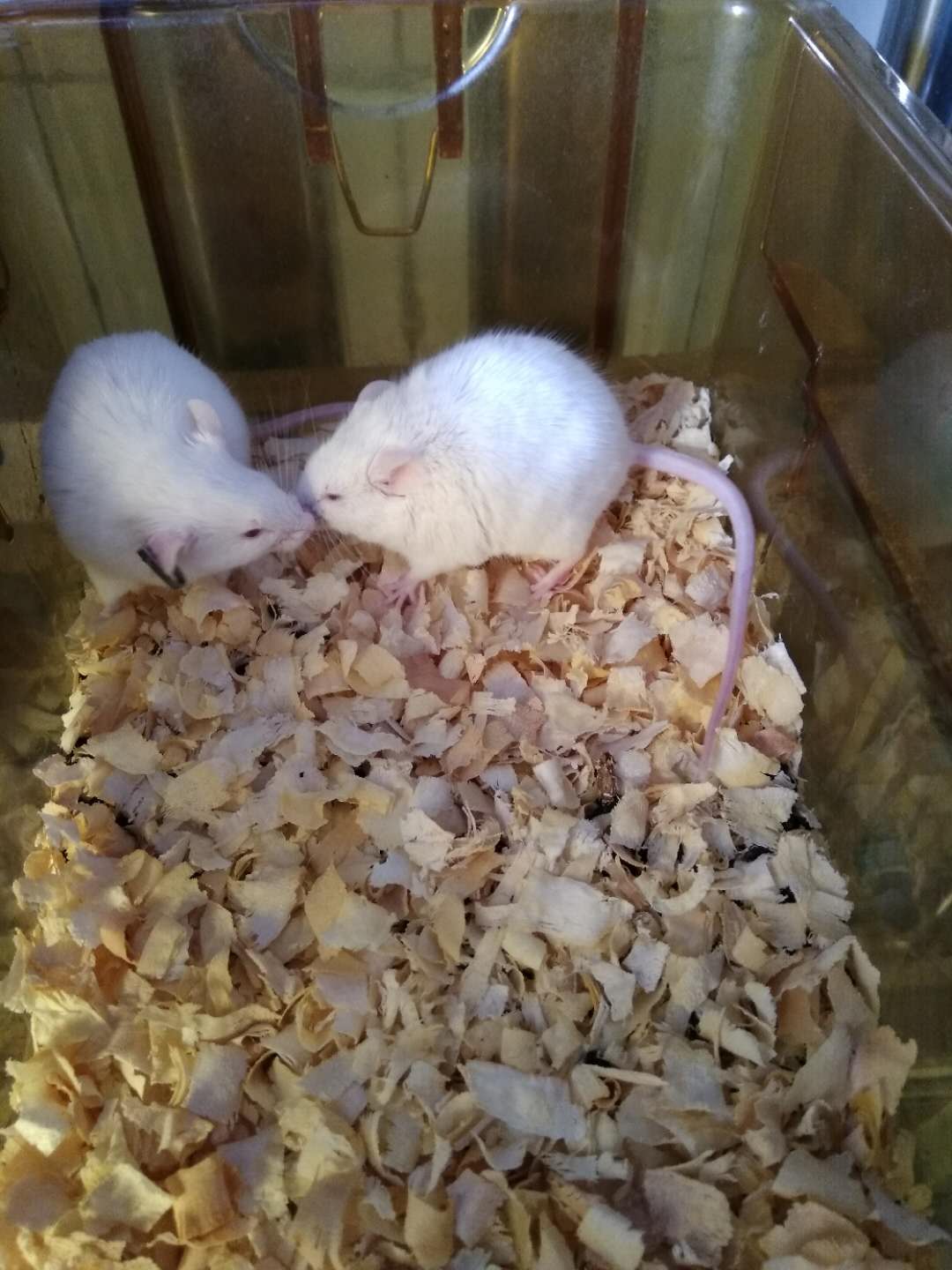 实验动物咬伤的正确处理方法,被小动物咬伤了我们应该怎么办