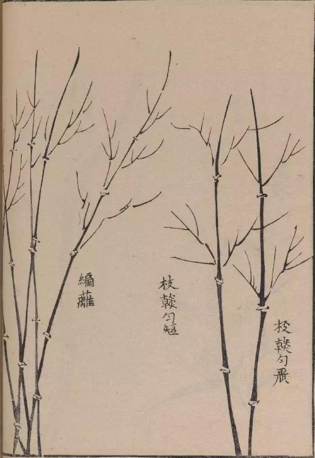芥子园竹谱高清临摹,芥子园画谱原文