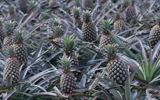 茶浪嘿古法奶茶,茶浪