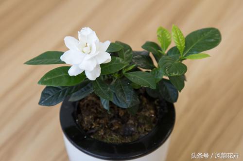 栀子花的叶片发黄边缘发黑,栀子花叶子发黄边缘发黑