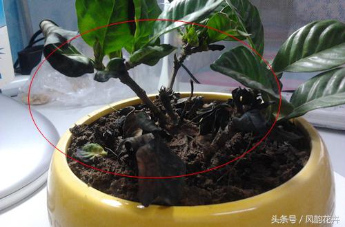 栀子花的叶片发黄边缘发黑,栀子花叶子发黄边缘发黑