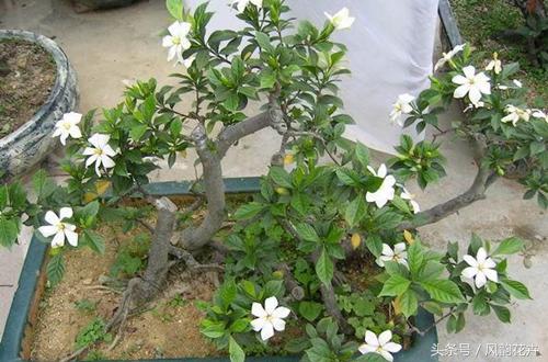 栀子花的叶片发黄边缘发黑,栀子花叶子发黄边缘发黑