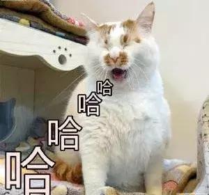 深圳经历过最强台风,深圳经历的最强台风