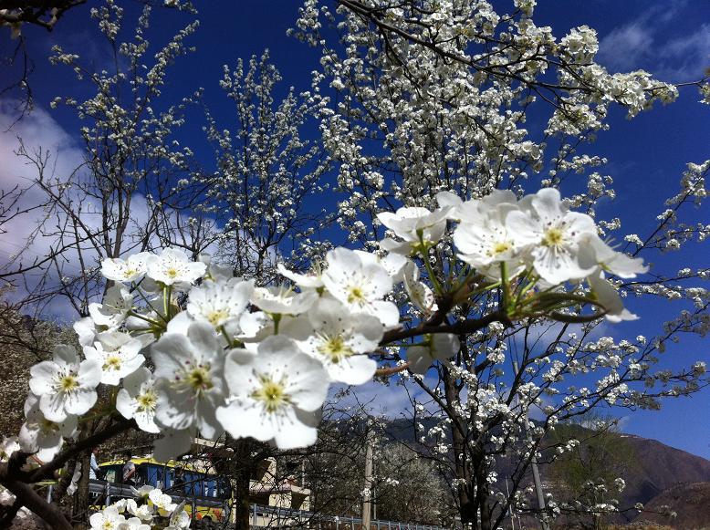 泸州的桃花盛花期,泸州桃花梨花