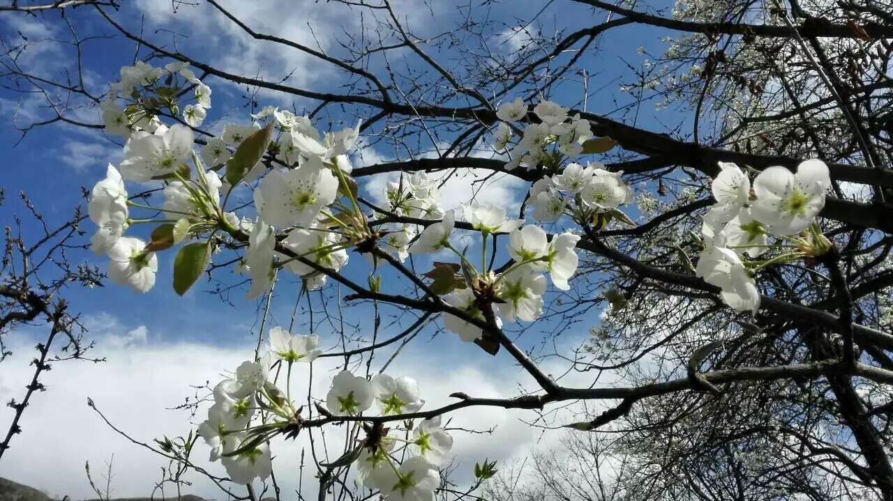 泸州的桃花盛花期,泸州桃花梨花