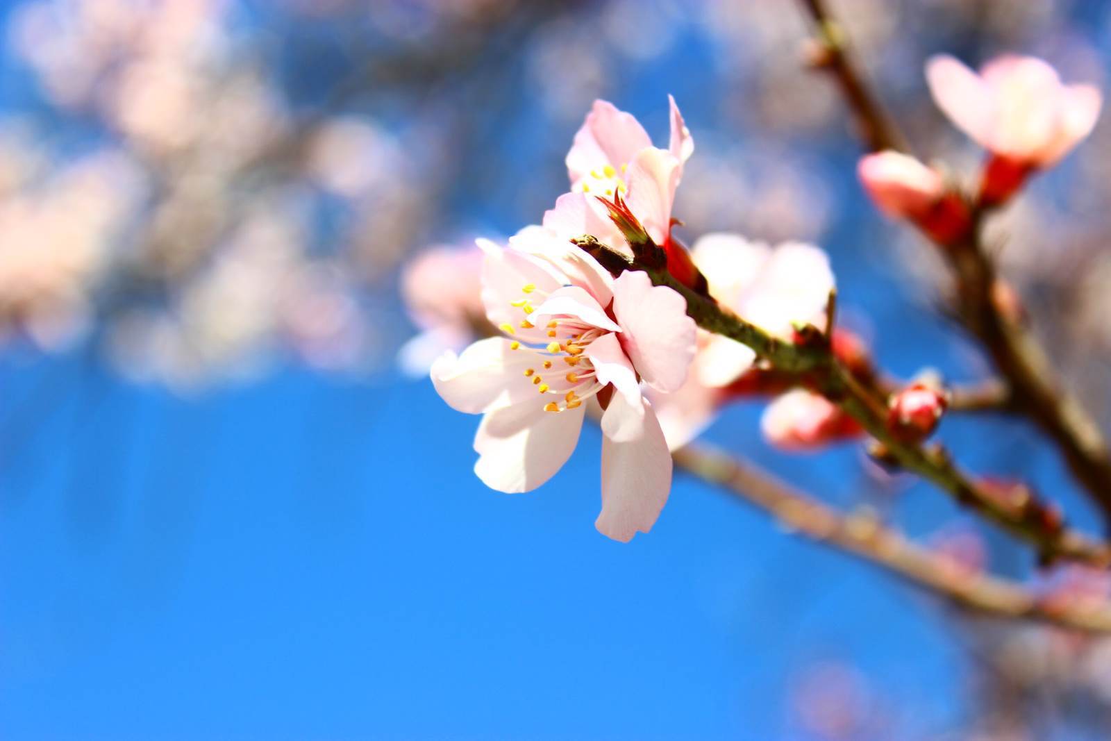 泸州的桃花盛花期,泸州桃花梨花