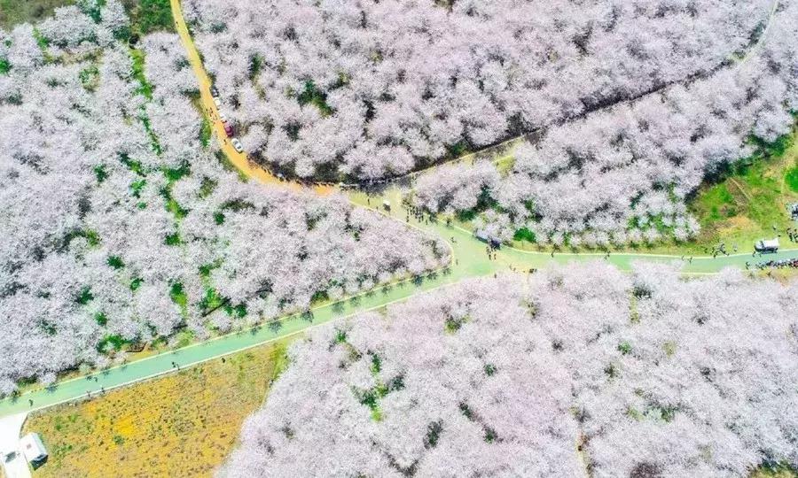 泸州的桃花盛花期,泸州桃花梨花