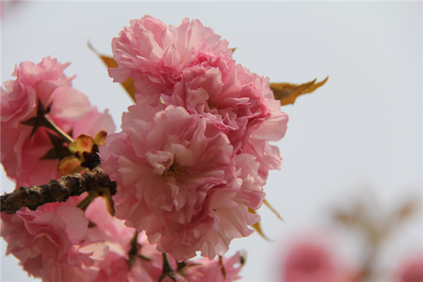 樱花校园参观的地方,带你来天津看樱花