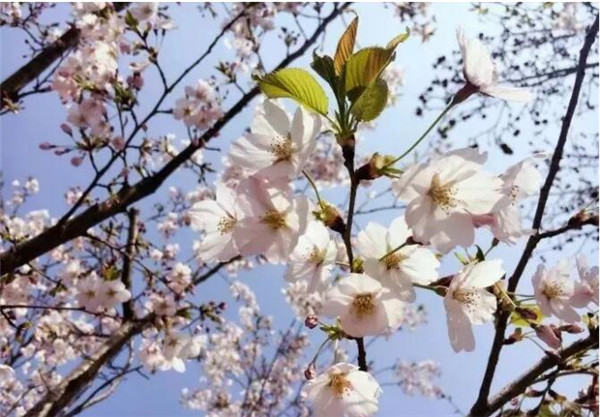 樱花校园参观的地方,带你来天津看樱花