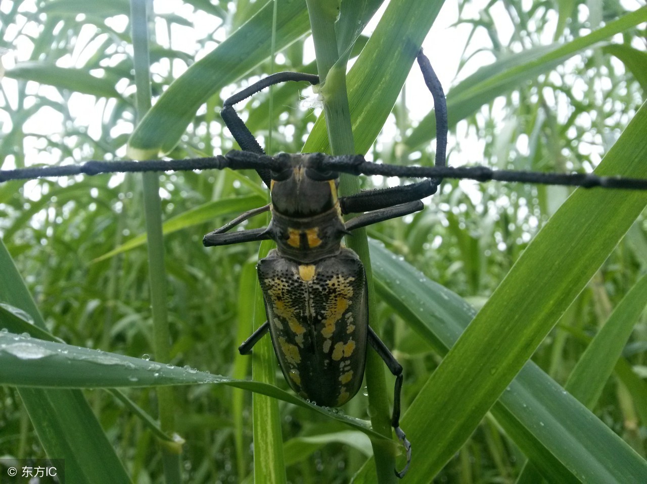 樱花树天牛幼虫防治,树虫天牛怎么消灭最有效