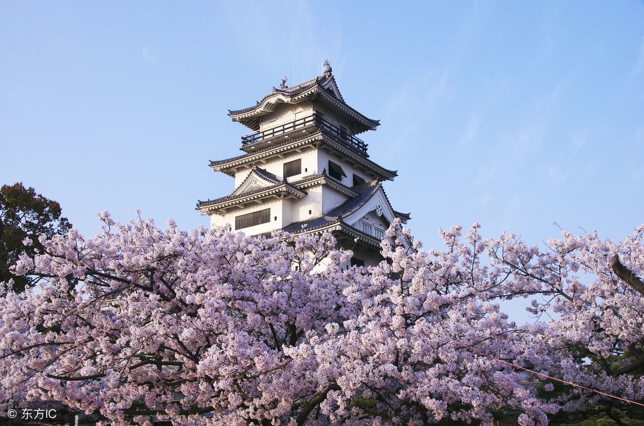 樱花树天牛幼虫防治,树虫天牛怎么消灭最有效